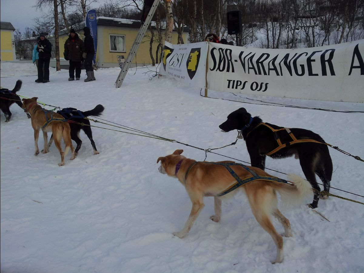 Dog Race21